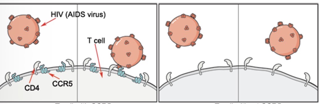 <p>What would you predict about CCR5 that would allow HIV to bind to it? And how could a drug interfere with this binding?</p>