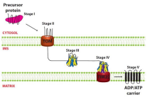 <p>The Biogenesis of AAC</p>
