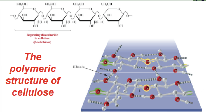 <p>Cellulose is </p>