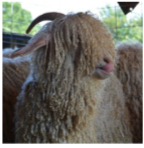 <p>Origin: Turkey</p><p><span style="color: rgb(13, 12, 12);"><span>Color: White</span></span><span style="color: rgb(13, 12, 12);"><br></span><span style="color: rgb(13, 12, 12);"><span>Ears: Droopy ears</span></span><span style="color: rgb(13, 12, 12);"><br></span><span style="color: rgb(13, 12, 12);"><span>Horns: Horned or Polled</span></span><span style="color: rgb(13, 12, 12);"><br></span><span style="color: rgb(13, 12, 12);"><span>Traits: Mohair-production</span></span><span style="color: rgb(13, 12, 12);"><br></span><span style="color: rgb(13, 12, 12);"><span>Long locks of Mohair cover body</span></span></p><ul><li><p><span style="color: rgb(13, 12, 12);"><span>fleece grows 6-12 inches per year</span></span></p></li><li><p><span style="color: rgb(13, 12, 12);"><span>shorn twice a year</span></span></p></li><li><p><span style="color: rgb(13, 12, 12);"><span>Meat-production</span></span></p></li><li><p><span style="color: rgb(13, 12, 12);"><span>Control brush</span></span></p></li></ul><p></p>