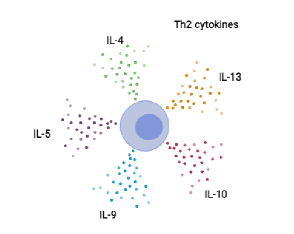 <p>IL- 10 = regulatory role, prevents excessive inflammation </p>
