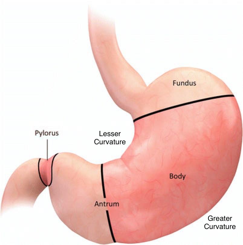 <p>Fundus – dome-shaped region superior &amp; left of esophagus entry.</p><p>Corpus (body) – large central region.</p><p>Greater curvature – long, lateral/inferior border.</p><p>Lesser curvature – shorter, medial/superior border.</p><p>Pylorus – distal part leading to duodenum (pyloric antrum → pyloric canal → pyloric sphincter).</p><p></p>