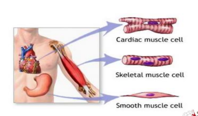<ul><li><p><strong>Cardiac Muscle:</strong> Found only in the heart, it is responsible for pumping blood throughout the body. Cardiac muscle cells are striated (have a striped appearance) and involuntary, meaning they contract without conscious control.</p><p></p></li><li><p><strong>Skeletal Muscle:</strong> Attached to bones via tendons, it allows for voluntary movement and maintains posture. Skeletal muscle cells are also striated but are under voluntary control.</p><p></p></li><li><p><strong>Smooth Muscle:</strong> Found in the walls of internal organs like the stomach, intestines, and blood vessels, it helps with various functions such as digestion, blood flow regulation, and childbirth. Smooth muscle cells are not striated and are involuntary.</p></li></ul><p></p>