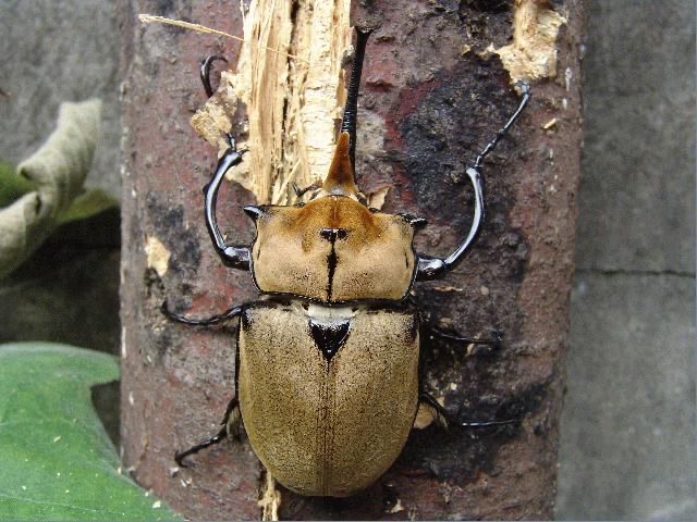 <p>Horned elephant beetle</p>