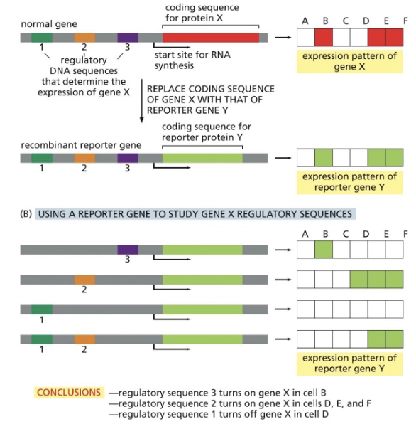 <p>gene encoding a protein whose activity is easy to monitor experimentally (fluorescence of enzymatic activity). It is used to study the expression pattern of a target gene or the location of its protein product</p>