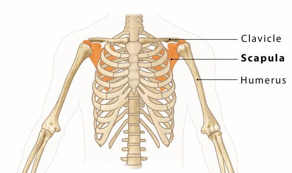 <p>Clavicle and scapula </p><p>Clavicle articulates medially to the sternum and laterally to the scapula</p><p>Scapula articulates with the clavicle and humerus </p>