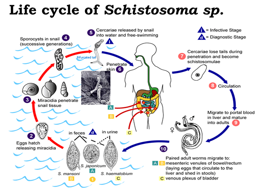<p>Mainly: </p><ol><li><p>Eggs released from humans </p></li><li><p>Eggs mature in the marine environment (Snail involvement)</p></li><li><p>Snails eventually release the Cercariae form, which has a bifurcated tail (like fish) and is capable of free-swimming</p></li><li><p>Cercariae penetrates the human skin and loses its tail becoming a schistosomulae that can travel hematogenously to the liver </p></li><li><p>Reach adulthood in liver</p></li><li><p>Paired male and female adults will migrate to different sites depending on the specie:</p><ol><li><p>S. japonicum and S. mansoni worms will migrate to the mesenteric venules of the bowel/rectum</p></li><li><p>S. haematobium </p></li></ol></li></ol><p></p>