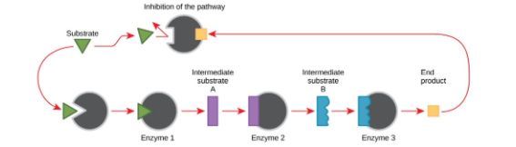 <ul><li><p><span style="background-color: transparent;"><span>Each product becomes the reactant for the next step.</span></span></p></li><li><p><span style="background-color: transparent;"><span>When enough final product has been made, the cell needs a way to slow or stop production to avoid wasting energy.</span></span></p></li><li><p><span style="background-color: transparent;"><span>The final product acts as an </span></span><span><span>allosteric inhibitor</span></span><span style="background-color: transparent;"><span> of an enzyme early in the pathway.</span></span></p></li></ul><p></p>