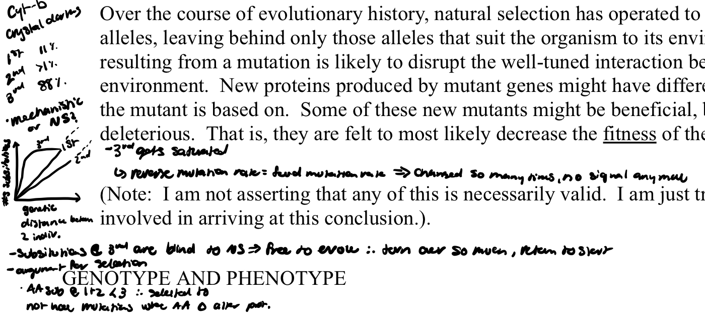 <p>wobble position</p><p>in protein coding seq, changes at the third codon position are observed w greater freq than at either of the first two positions. presumably bc these changes are less likely to alter the AA being encoded</p>