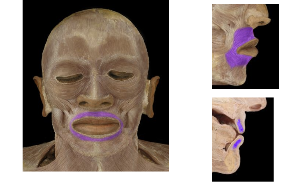 <p>Circular Muscle around the mouth. Forces the lips closed and puckers the lips</p>