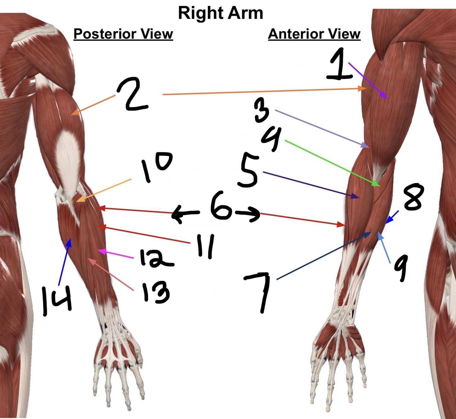 <p>What is muscle number 3?</p>