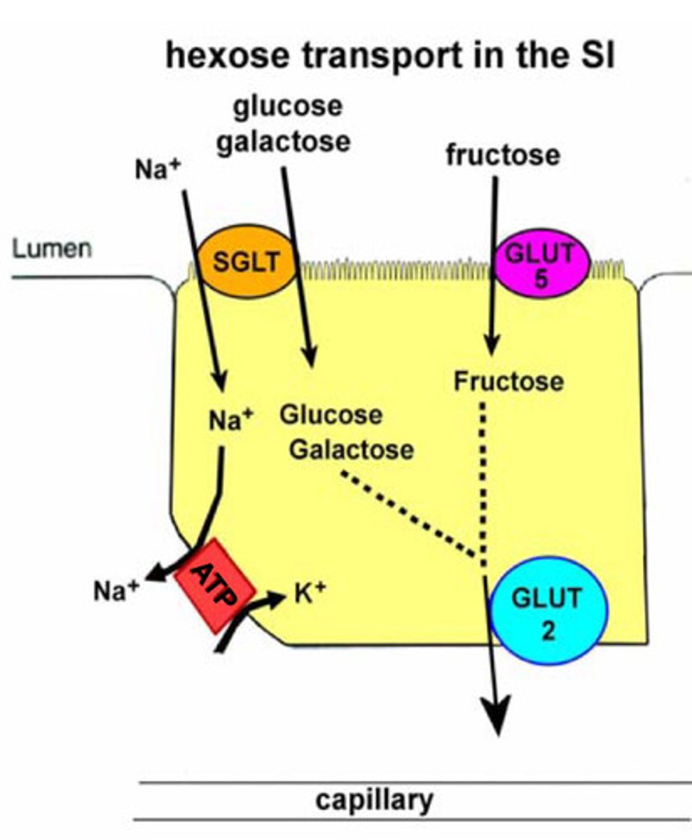 <p><strong><u>Apical/lumenal side: </u></strong></p><p>• <strong>SGLT (Na-linked transporter) for glucose &amp; galactose, Secondary active transport</strong></p><p><strong>• fructose via GLUT5, facilitated diffusion</strong></p><p><strong><u>basolateral side:</u></strong></p><p>• <strong>GLUT2 </strong>t<strong>ransport for all three hexoses, facilitated diffusion</strong></p><p>• Na pump maintains Na gradient</p>