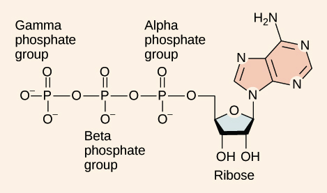 <p>composed of adenosine backbone with 3 phosphate groups attached </p><p></p><p>• Adenosine = nitrogenous base adenine + 5-carbon ribose </p><p>• 3 phosphate groups = alpha, beta &amp; gamma </p><p>• bonds between phosphate groups are high-energy </p><ul><li><p>when broken the products have lower free energy than reactants</p></li></ul>