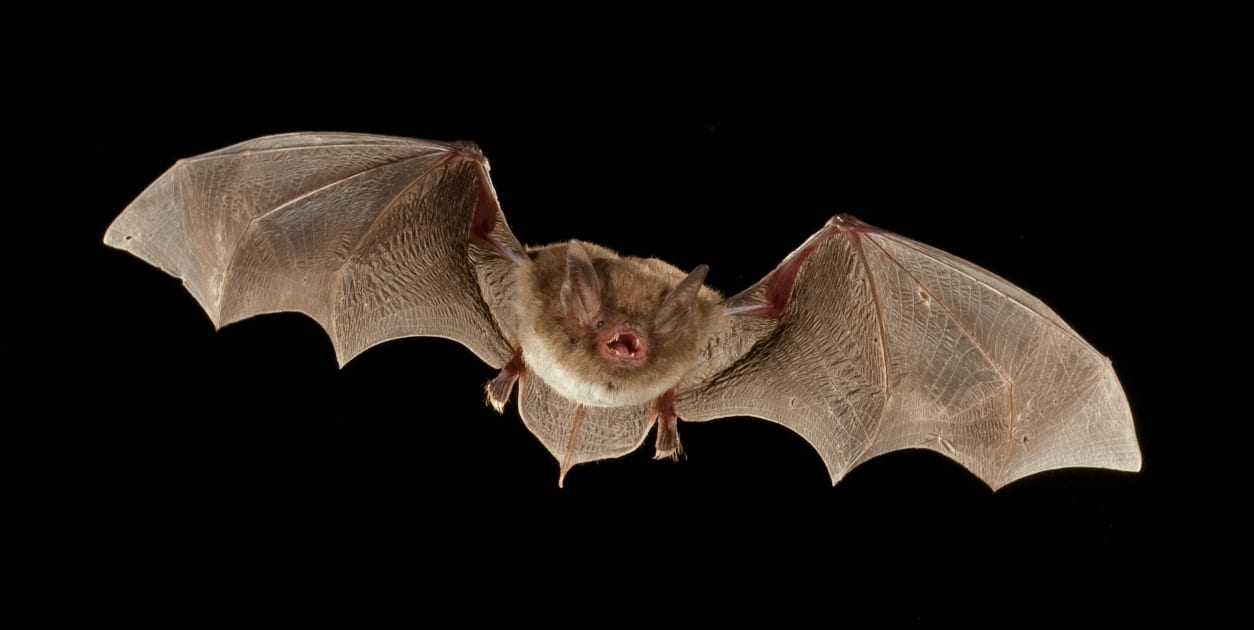 <ul><li><p></p></li></ul><p>4 - 9g, grey to orange with females sometimes brighter than males. Winter pelage has distinct color difference between ventral and dorsal. Forearm 31 - 42mm. Toe hairs extend past claws. Plagiopotagium attaches to foot just before toe.</p>