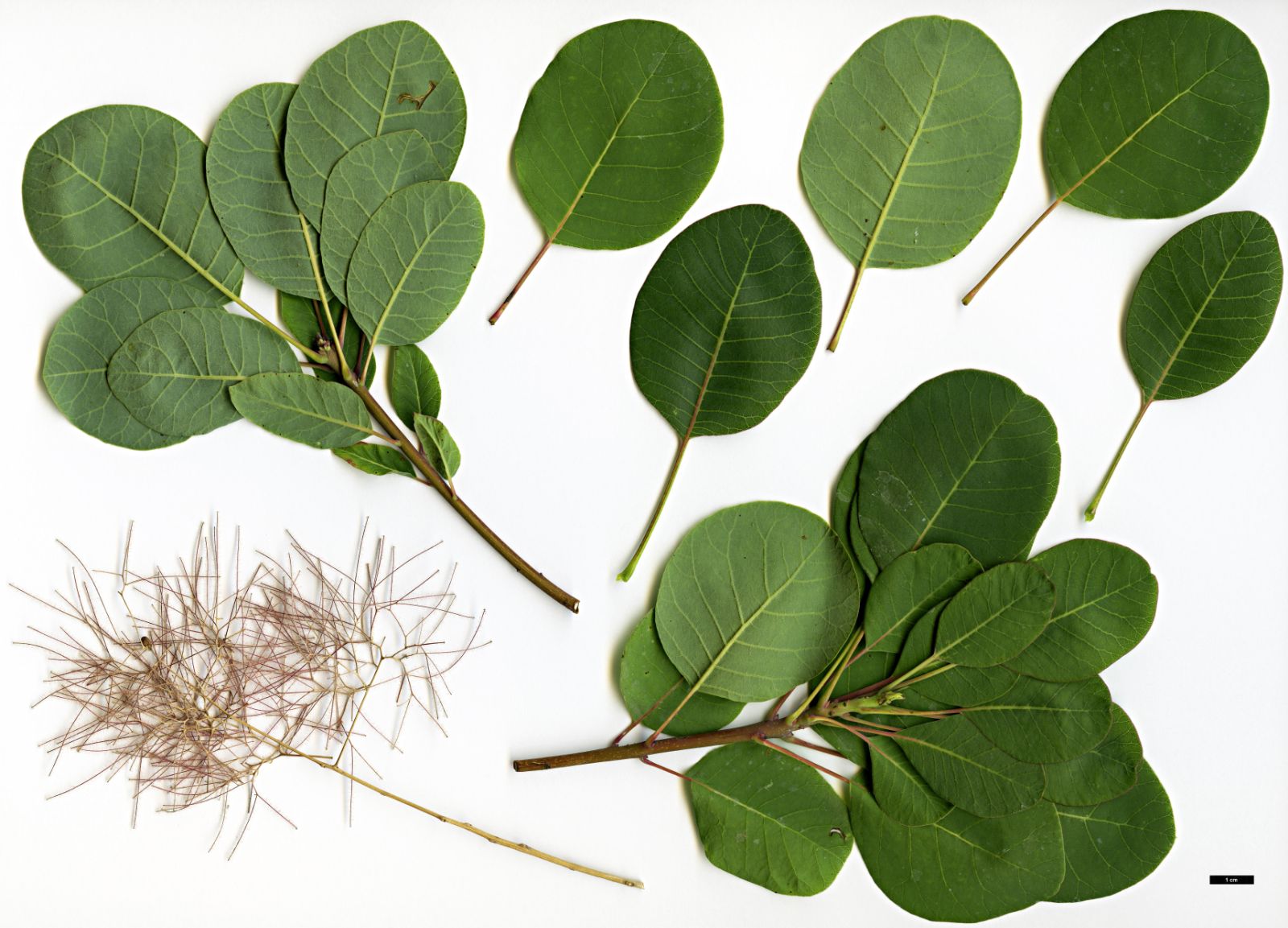 <p>Smoke tree - <em>Cotinus coggygria</em></p>