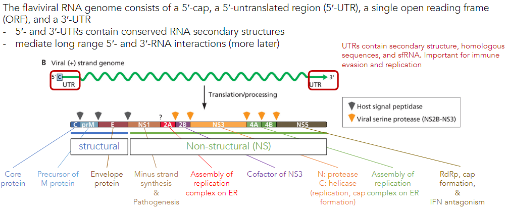 Enveloped positive-sense RNA virus

* 5’cap, 5’-UTR, single ORF, 3’-UTR
  * UTRs contain RNA secondary structures that mediate long range 5’ and 3’ RNA interactions