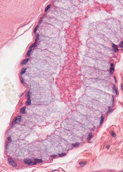 <p><span>•Mucus-secreting</span></p><p><span>•Cell structure</span></p><p><span>–Heterochromatic nucleus</span></p><p><span>–“Frothy” appearance</span></p><p><span>•Tubular</span></p>