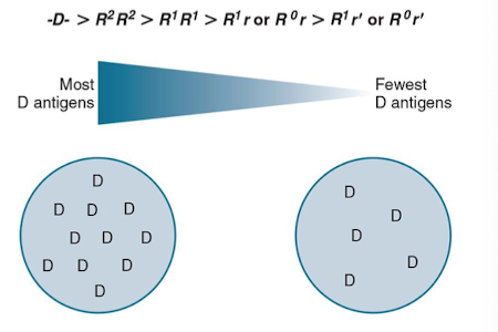 <ul><li><p>Most immunogenic in Rh system.</p></li><li><p>D-neg individuals get D-neg blood.</p></li><li><p>D-neg individuals may produce anti-D if given D-pos blood.</p><ul><li><p>undesired effect → hemolytic reactions</p></li></ul></li></ul><p></p>