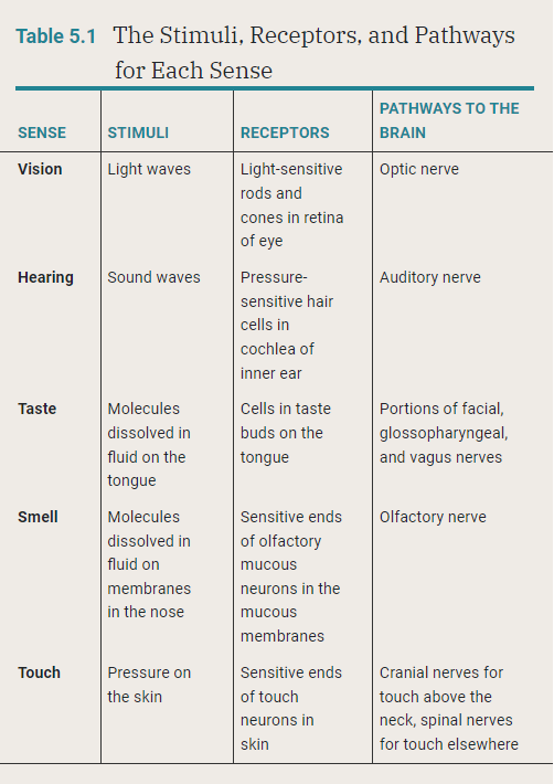 <p>The process by which sensory stimuli are converted to neural signals the brain can interpret.</p><p>Reception of the Action Potentials</p><ul><li><p>Where does the info arrive in the central cortex?</p><ul><li><p>Primary cortexes for each sense</p></li></ul></li><li><p>What association areas are recruited to process that input?</p><ul><li><p>Sensory receptors → thalamus (except smell) → specific region of the cerebral cortex for each sense</p></li></ul></li></ul>