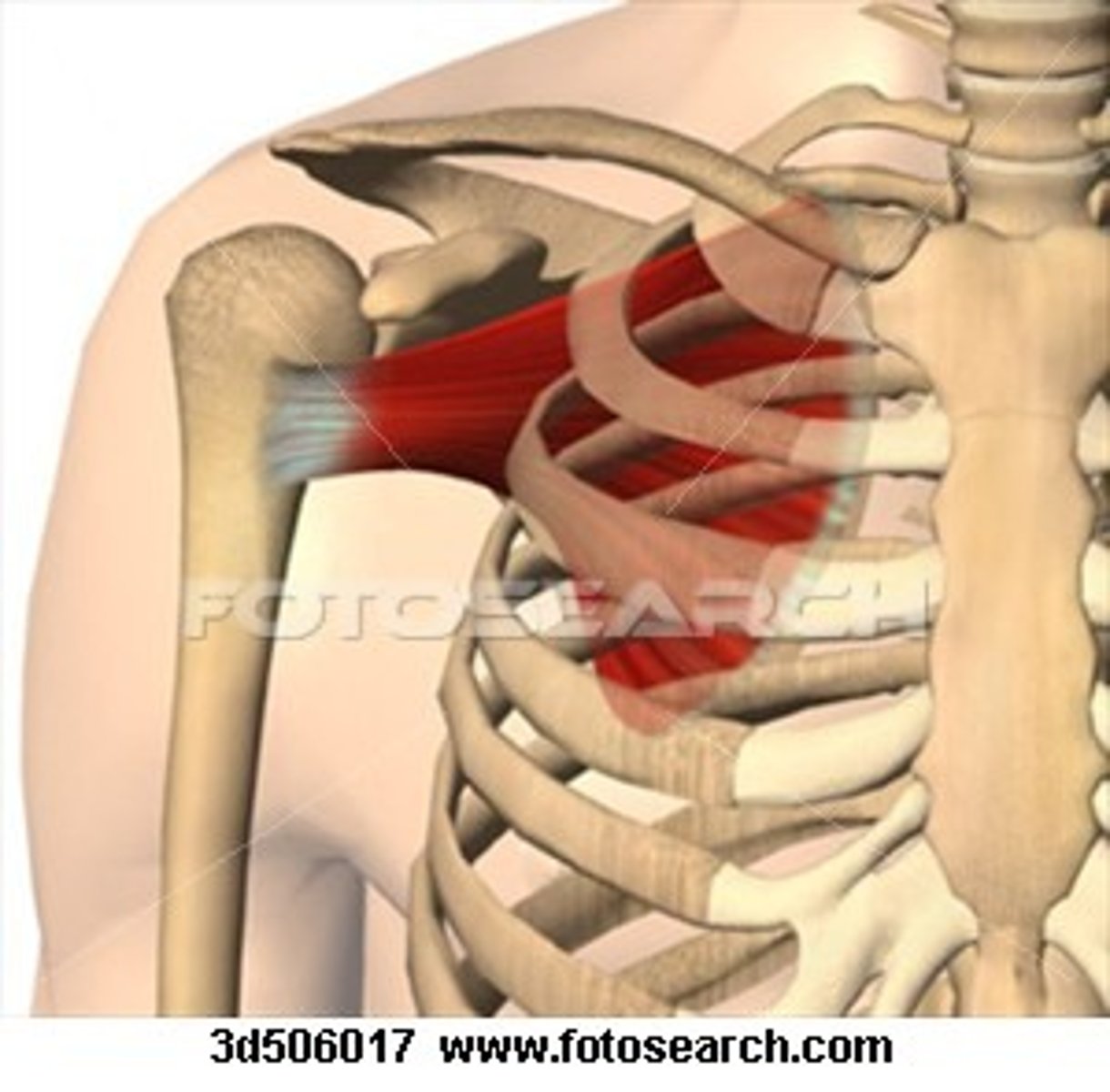 <p>medial (internal) rotation of humerus; stabilizes shoulder</p>