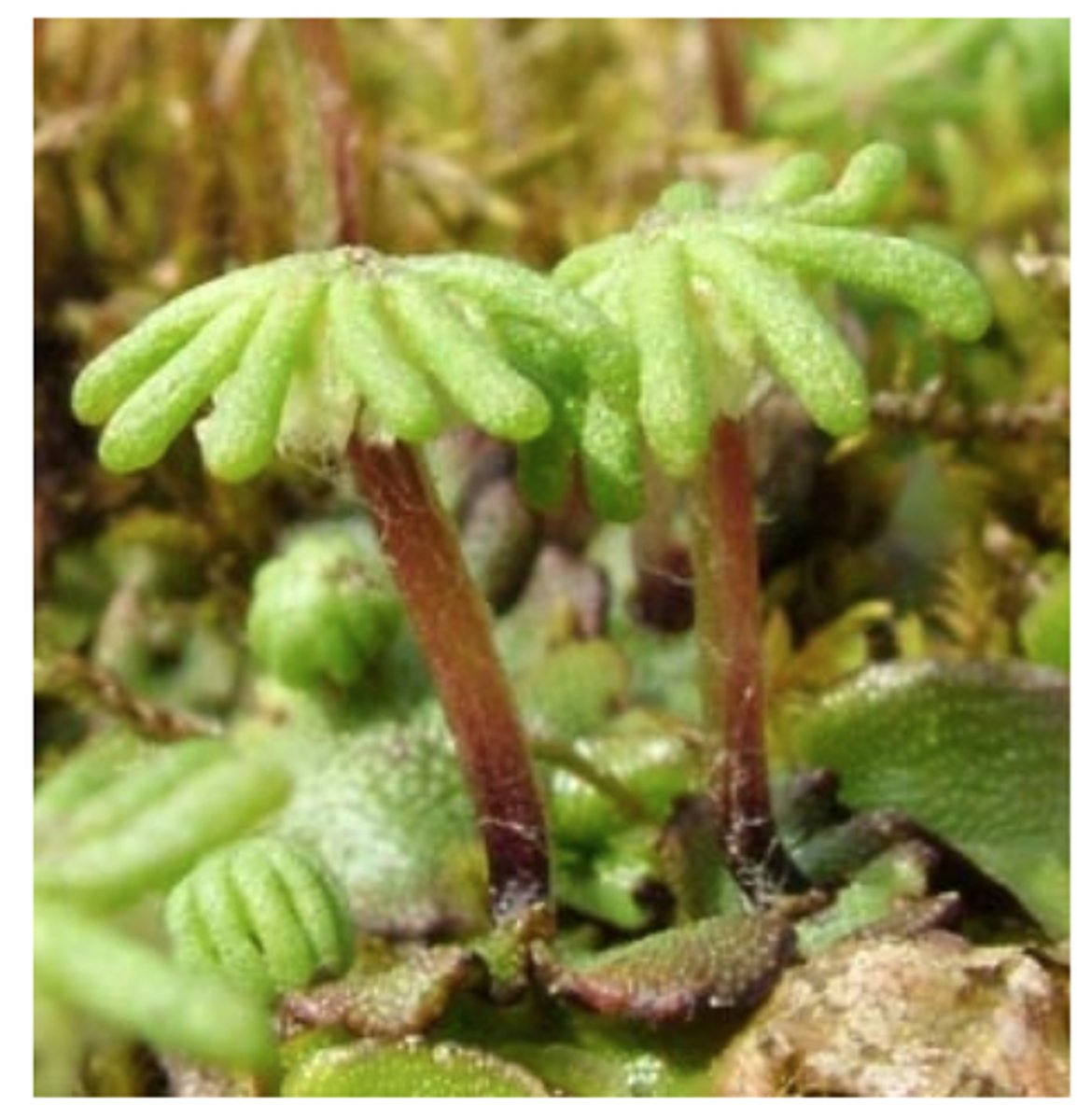 <p>specialized stalks on female plants that bear archegonia (PALM TREES in liverworts)</p>