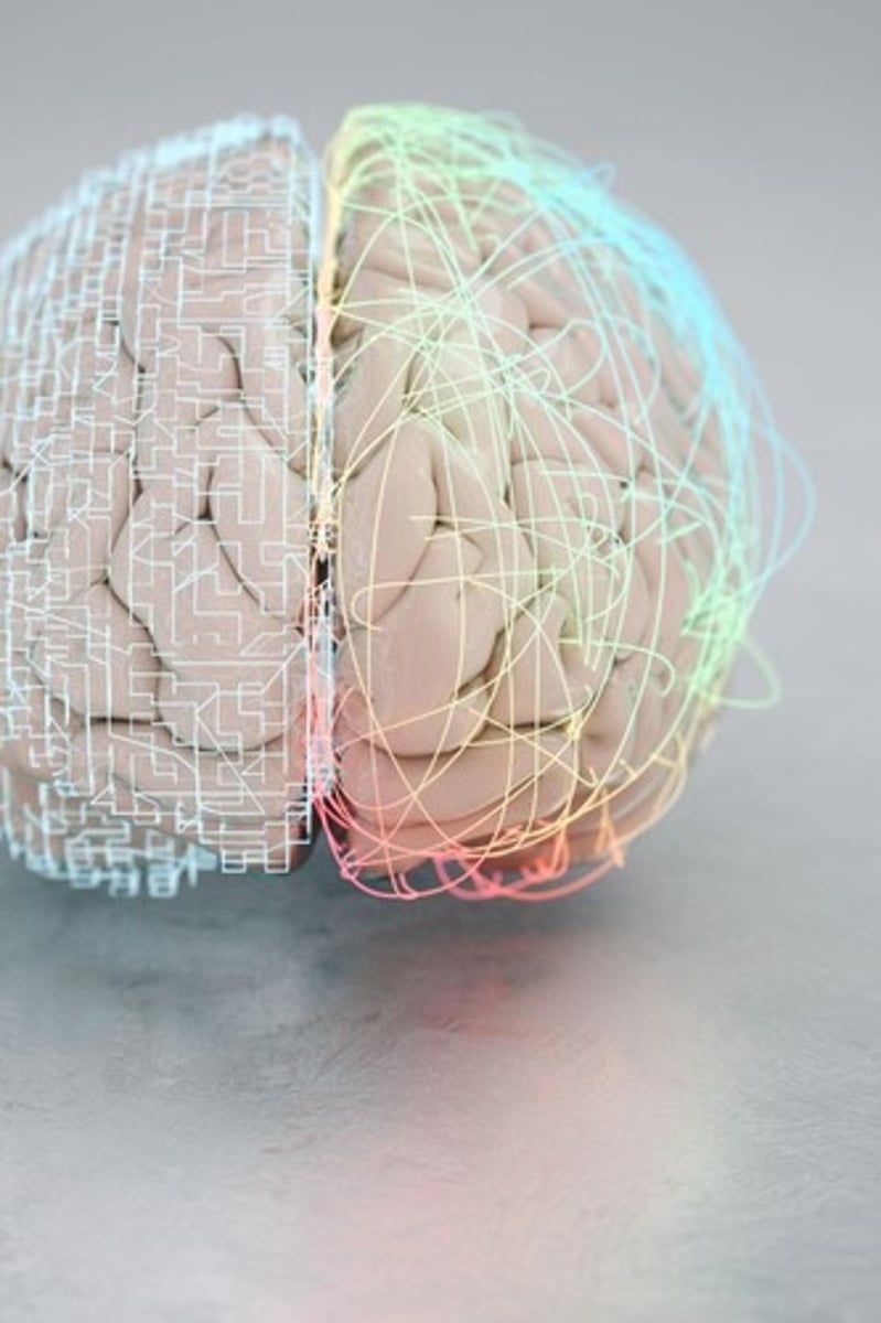 <p>New memory formation.</p>