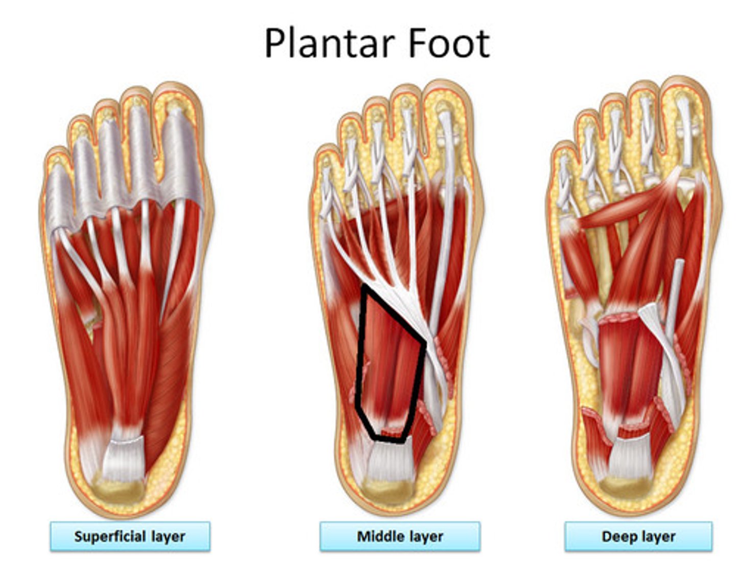 <p>Origin: medial surface and lateral margin of plantar surface of calcaneus</p><p>Insertion: posterolateral margin of tendon of flexor digitorum longus</p><p>Innervation: lateral plantar nerve (S2, <strong>S3</strong>)</p><p>Action: assits flexor digitorum longus in flexing lateral four digits</p>