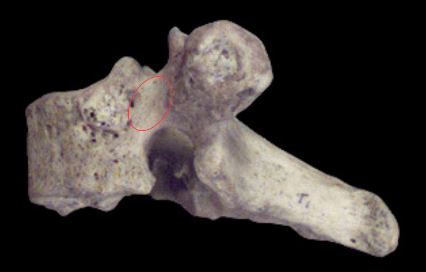 <p>What is this structure?</p>