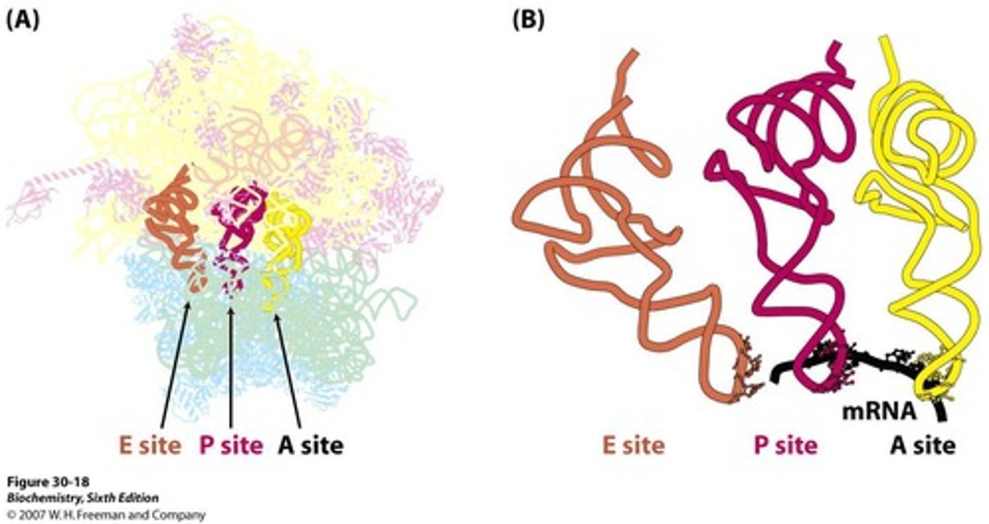 <p>The site on the ribosome where incoming aminoacyl tRNA binds.</p>