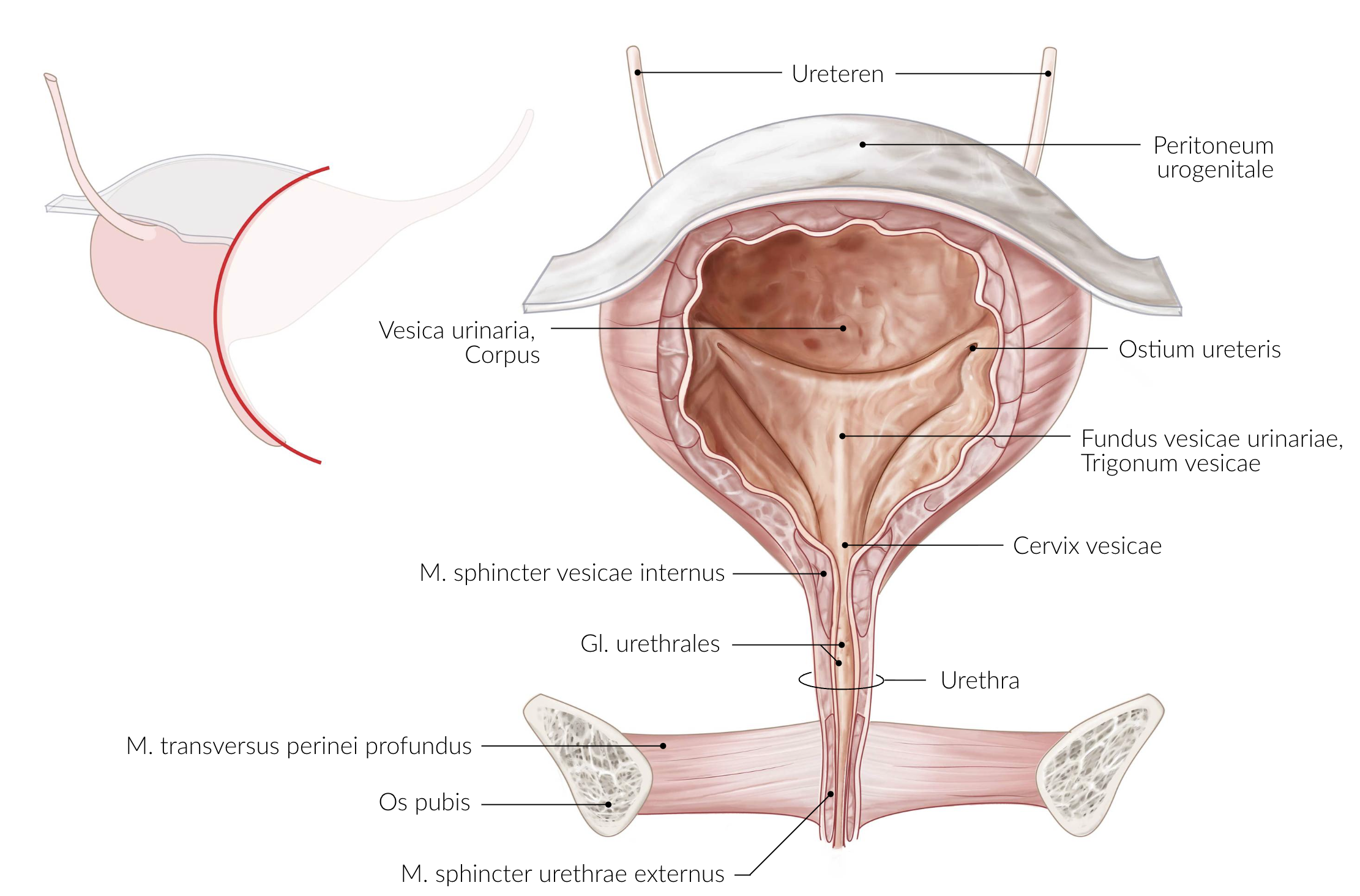 <p>C. At the two upper corners of the bladder trigone (Trigonum vesicae)</p>