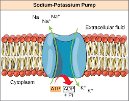 <ul><li><p>Actively transports three sodium ions out of the cell for every two potassium ions in</p></li><li><p class="MsoListParagraphCxSpMiddle">Creates a net negative charge inside the cell compared to the outside</p></li><li><p class="MsoListParagraphCxSpLast"><span style="font-size: 7pt; font-family: &quot;Times New Roman&quot;"> </span>Provides additional force on sodium, causing it to move into the cell</p></li></ul><p></p>