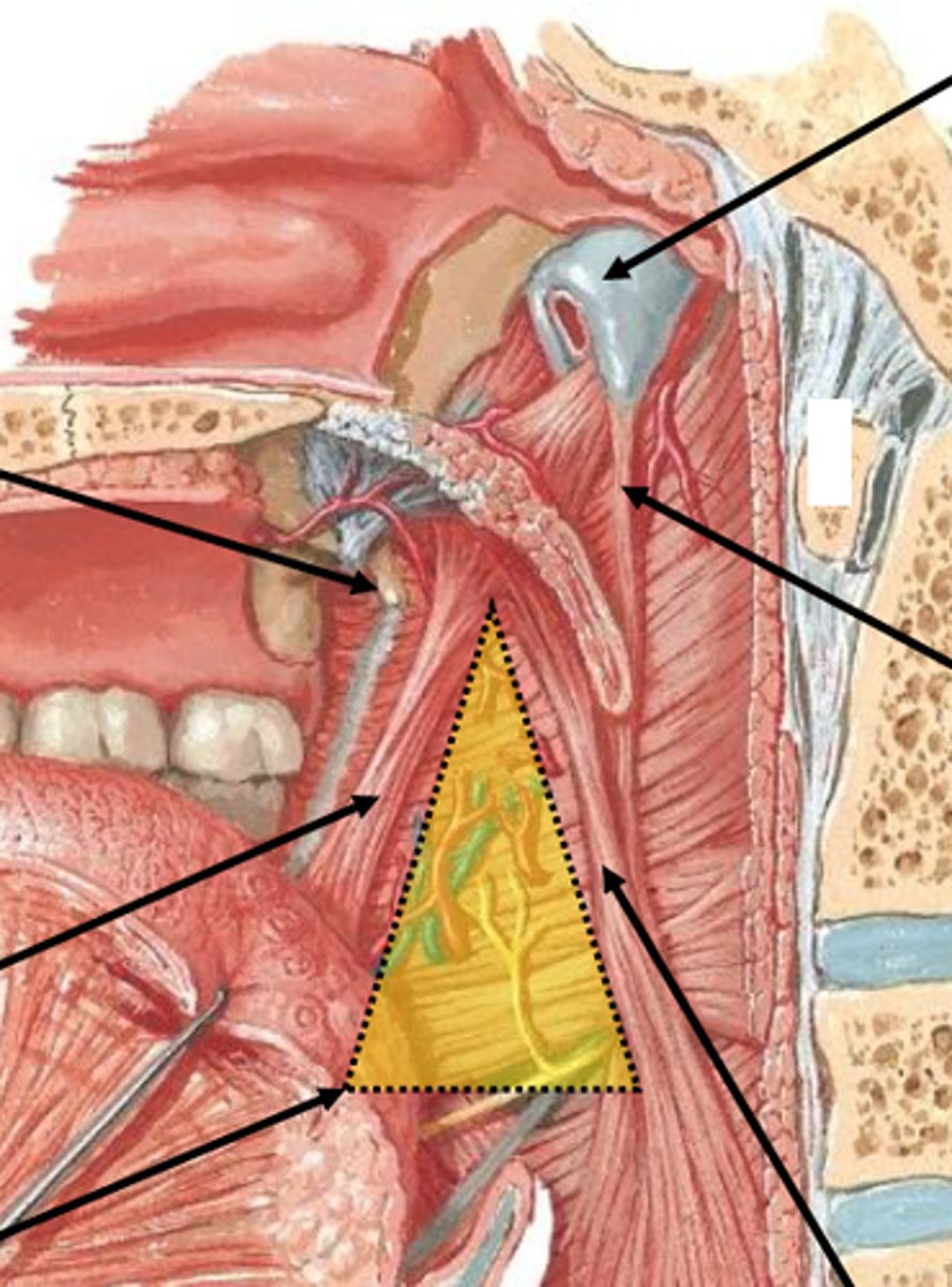 <p>the space between the palatoglossal arch and the palatopharyngeal arch</p>