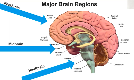 <p>Major Brain Regions</p>