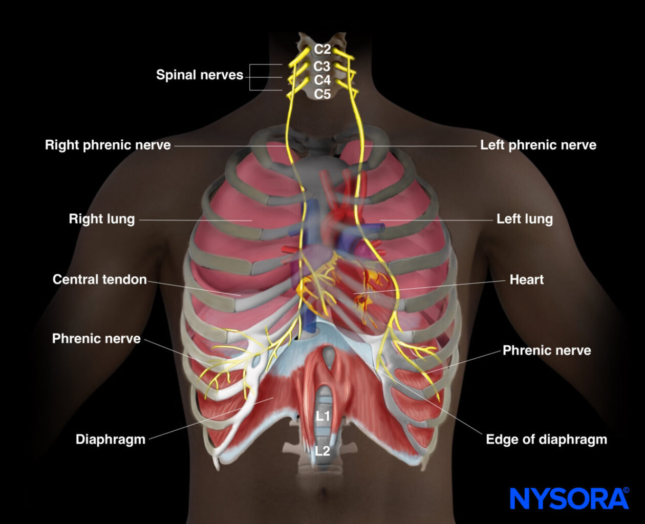 Tutorial Nervous System Spinal Cord Flashcards Knowt