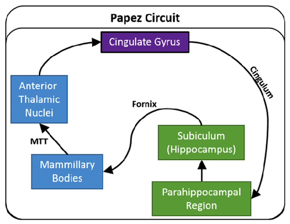 <p>Circuit of Papez</p>