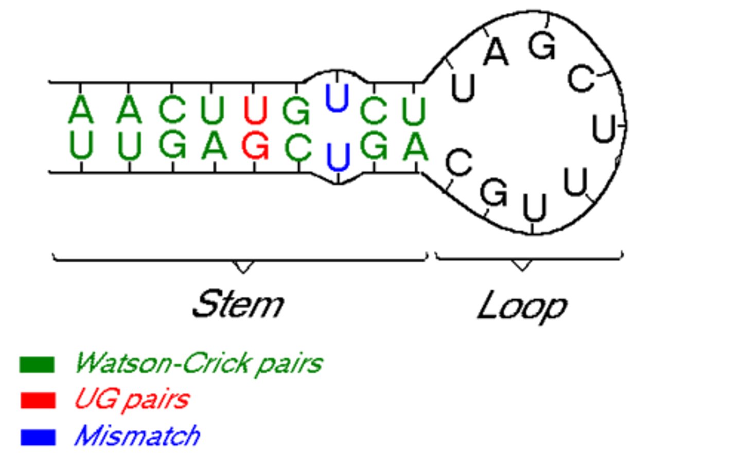 <p>RNA can fold over and base pair with itself</p>