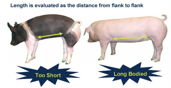 <p>its evaluated from flank to flank</p>