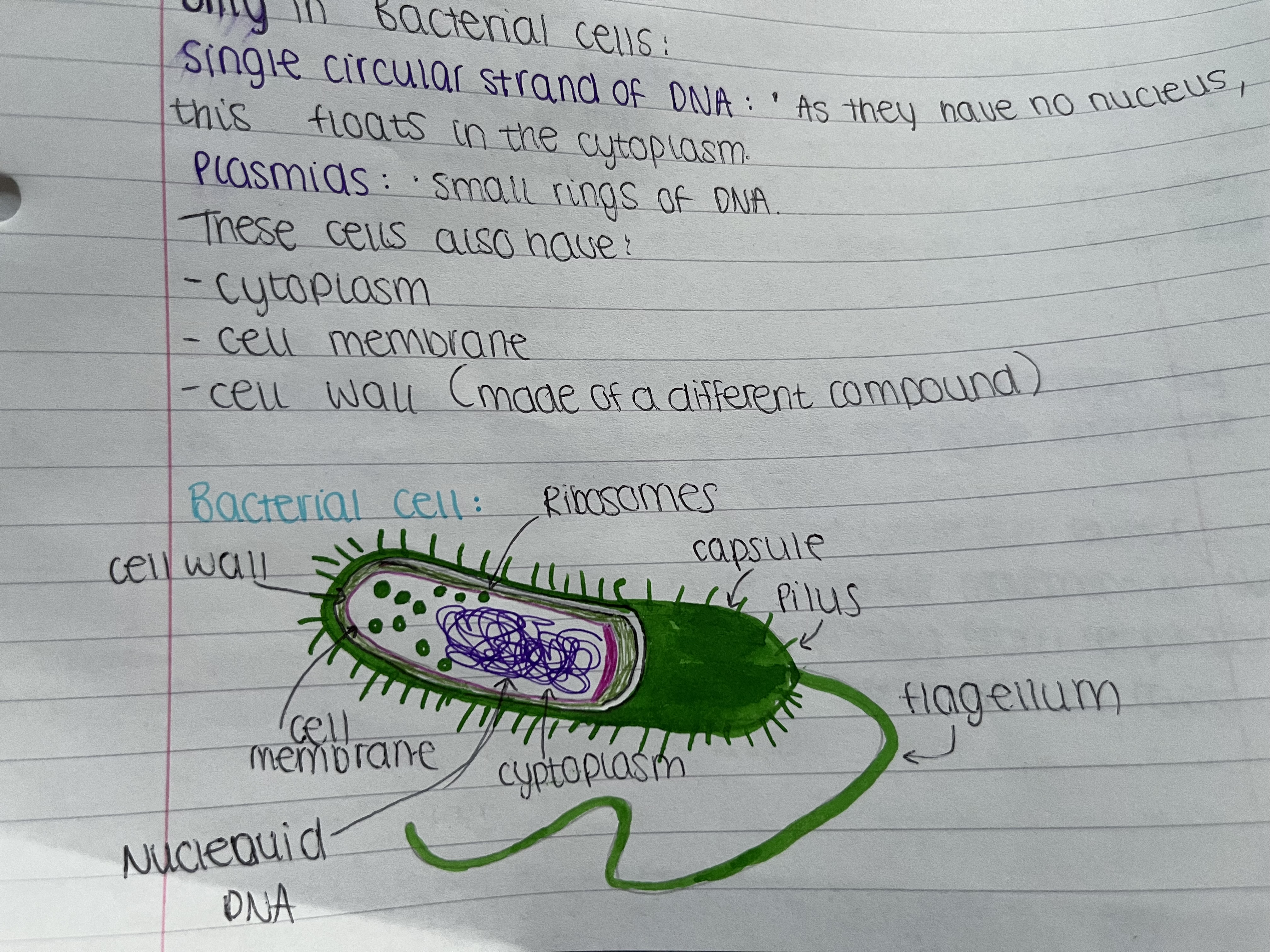 <ul><li><p>ribosomes</p></li><li><p>cell wall</p></li><li><p>cell membrane</p></li><li><p>nucleioud DNA (floats in the cytoplasm)</p></li><li><p>capsule</p></li><li><p>pilus</p></li><li><p>flagellum</p></li><li><p>cytoplasm</p></li></ul>