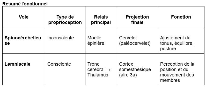 <p><span style="background-color: transparent;"><span>L’information proprioceptive se projette spécifiquement dans l’</span><strong><span>aire 3a</span></strong><span> de S1, distincte de l’aire 3b, dédiée à la sensibilité tactile.<br> Depuis l’aire 3a, les signaux proprioceptifs sont ensuite relayés :</span></span></p><ul><li><p><span style="background-color: transparent;"><span>vers </span><strong><span>S2</span></strong><span> (voie ventrale), pour le traitement perceptif ;</span></span></p></li><li><p><span style="background-color: transparent;"><span>vers le </span><strong><span>cortex pariétal postérieur</span></strong><span> (voie dorsale), pour l’intégration spatiale et la planification de l’action ;</span></span></p></li><li><p><span style="background-color: transparent;"><span>et vers le </span><strong><span>cortex moteur primaire (M1)</span></strong><span>, pour le </span><strong><span>contrôle précis des mouvements volontaires</span></strong><span>.</span></span></p></li></ul><p><span style="background-color: transparent;"><span>Ainsi, la </span><strong><span>voie lemniscale</span></strong><span> permet la </span><strong><span>conscience de la position des membres</span></strong><span>, tandis que la </span><strong><span>voie spinocérébelleuse</span></strong><span> assure le </span><strong><span>contrôle automatique et ajusté du mouvement</span></strong><span>.</span></span></p>
