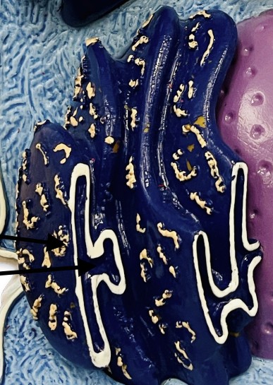 <p>What is protein synthesis, free ribosomes in cytoplasm?</p>