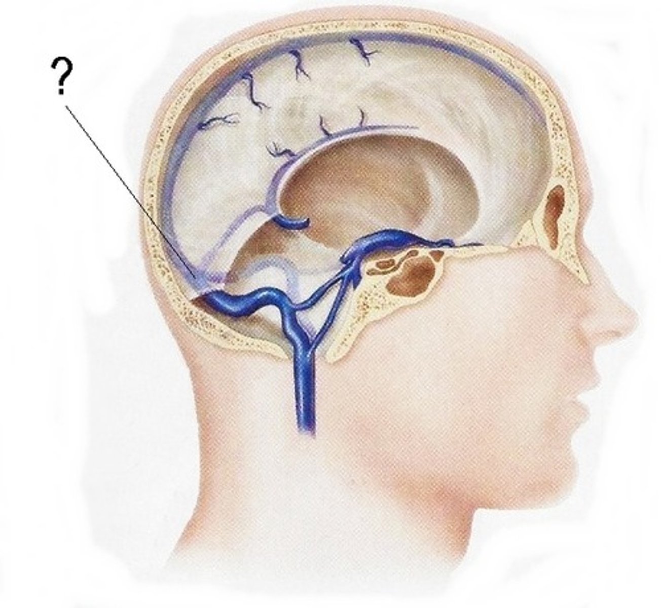 <p>meeting place of the sinuses where they later go to the transverse sinus to the sigmoid sinus and out of the internal jugular vein</p>