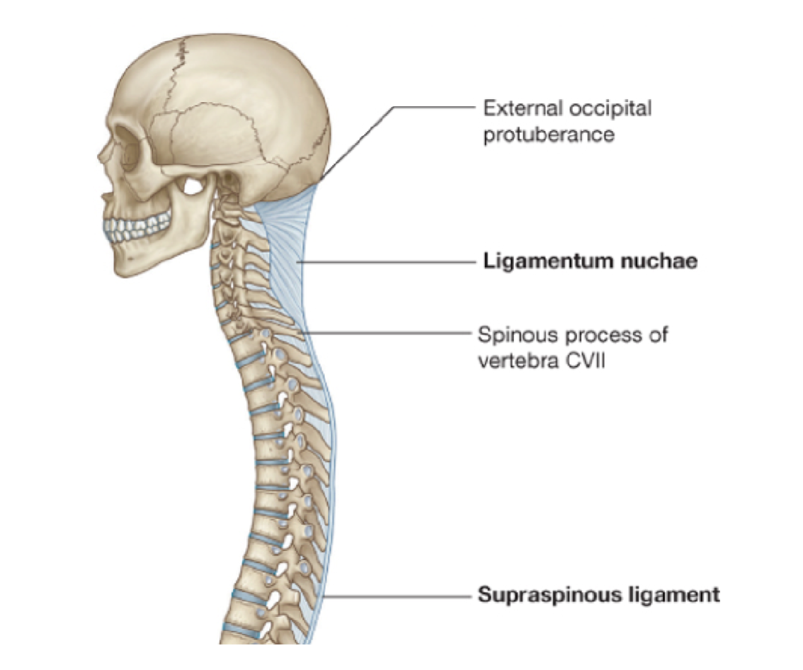 <p>1. Ligamentum nuchae: large elastic ligament that begins at c7 and extends to external occipital crest of skull</p><p>C7 has a long prominent spinous process</p><p>- Midsaggital (down middle of body)</p><p>- Site of attachment for cervical muscles</p><p>All vert have transverse processes fused to costal processes (rib projections</p>