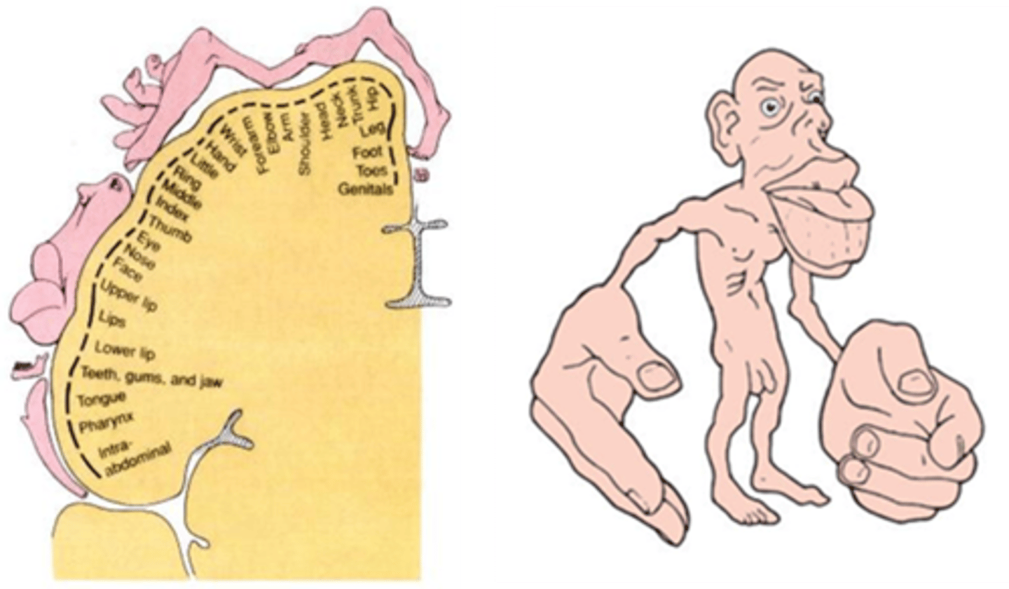 <p>Demonstrates that the area of the cortex dedicated to the sensations of various body parts is proportional to how sensitive that part of the body is</p>