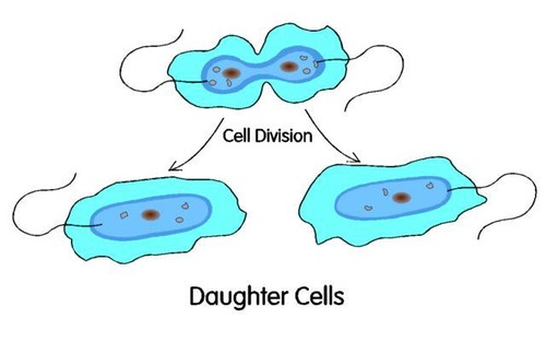 The cells that are produced in cell division.