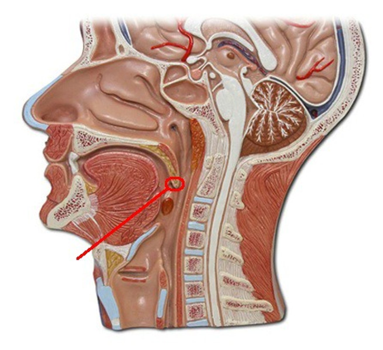 <p>Identify the structure, organ, or bone.</p>