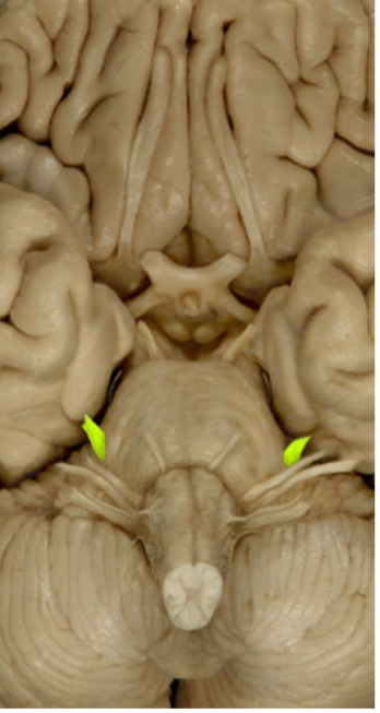 <ul><li><p>Sensation of the face (sensory)</p></li><li><p>Chewing muscles (Motor) </p></li></ul><p></p>