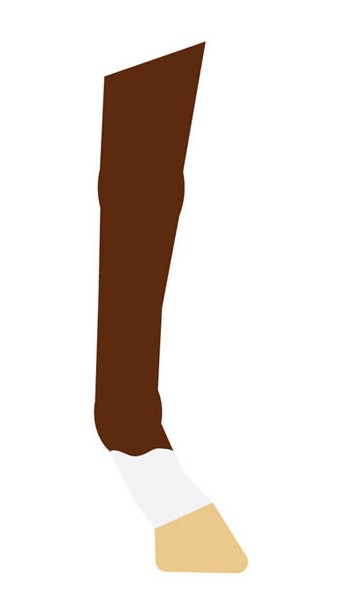 <p><span style="background-color: transparent;">White up to the fetlock</span></p>