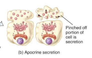 <p>Apocrine Glands</p>