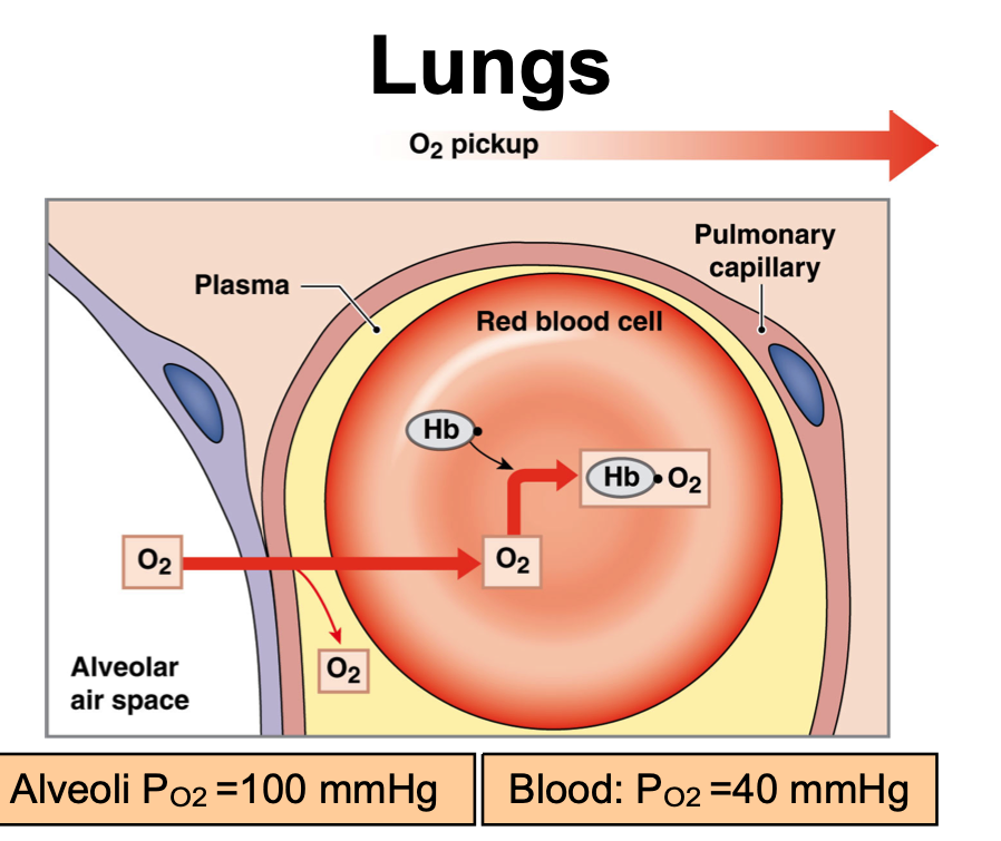 <ul><li><p>Alveoli P<sub>O2</sub> = 100 mmHg </p></li><li><p>Blood P<sub>O2</sub> = 40 mmHg</p></li></ul><p></p>