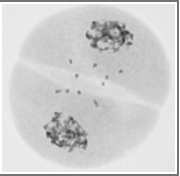 <p><span>1.&nbsp;&nbsp;&nbsp;&nbsp; What stage is represented by this figure?</span></p><p></p><p><span>a.&nbsp;&nbsp;&nbsp;&nbsp; Prophase I</span></p><p><span>b.&nbsp;&nbsp;&nbsp;&nbsp; Metaphase I</span></p><p><span>c.&nbsp;&nbsp;&nbsp;&nbsp;&nbsp; Anaphase I</span></p><p><span>d.&nbsp;&nbsp;&nbsp;&nbsp; Metaphase II</span></p><p><span>e.&nbsp;&nbsp;&nbsp;&nbsp; Prophase II</span></p><p></p>